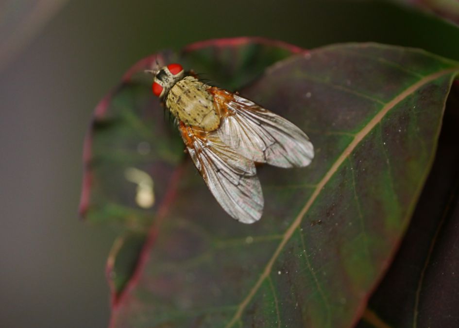 Welke vliegensoort is dit?